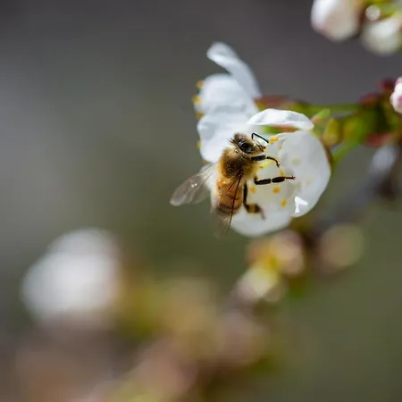 Aquamarin اوبرلنغن